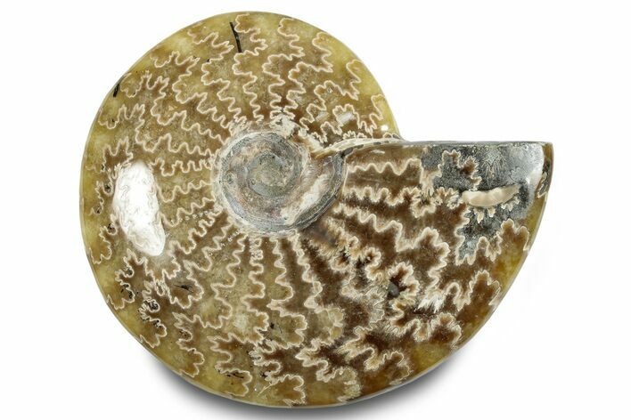 Polished Ammonite (Cleoniceras) Fossil - Madagascar #283335